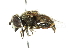  ( - CNC DIPTERA 102394)  @11 [ ] CreativeCommons - Attribution (2011) CNC/CBG Photography Group Centre for Biodiversity Genomics