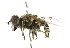  ( - CNC DIPTERA 102395)  @11 [ ] CreativeCommons - Attribution (2011) CNC/CBG Photography Group Centre for Biodiversity Genomics