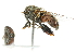  ( - CNC DIPTERA 102396)  @12 [ ] CreativeCommons - Attribution (2011) CNC/CBG Photography Group Centre for Biodiversity Genomics