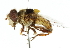  ( - CNC DIPTERA 102399)  @11 [ ] CreativeCommons - Attribution (2011) CNC/CBG Photography Group Centre for Biodiversity Genomics