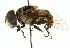  ( - CNC DIPTERA 102400)  @13 [ ] CreativeCommons - Attribution (2011) CNC/CBG Photography Group Centre for Biodiversity Genomics