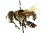  ( - CNC DIPTERA 102401)  @13 [ ] CreativeCommons - Attribution (2011) CNC/CBG Photography Group Centre for Biodiversity Genomics