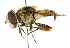  ( - CNC DIPTERA 102402)  @11 [ ] CreativeCommons - Attribution (2011) CNC/CBG Photography Group Centre for Biodiversity Genomics