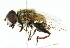  ( - CNC DIPTERA 102405)  @11 [ ] CreativeCommons - Attribution (2011) CNC/CBG Photography Group Centre for Biodiversity Genomics
