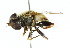  ( - CNC DIPTERA 102406)  @11 [ ] CreativeCommons - Attribution (2011) CNC/CBG Photography Group Centre for Biodiversity Genomics