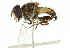  ( - CNC DIPTERA 102408)  @11 [ ] CreativeCommons - Attribution (2011) CNC/CBG Photography Group Centre for Biodiversity Genomics