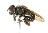  ( - CNC DIPTERA 102414)  @11 [ ] CreativeCommons - Attribution (2011) CNC/CBG Photography Group Centre for Biodiversity Genomics
