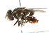  ( - CNC DIPTERA 102415)  @13 [ ] CreativeCommons - Attribution (2011) CNC/CBG Photography Group Centre for Biodiversity Genomics