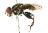  ( - CNC DIPTERA 102416)  @11 [ ] CreativeCommons - Attribution (2011) CNC/CBG Photography Group Centre for Biodiversity Genomics