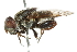  ( - CNC DIPTERA 102417)  @11 [ ] CreativeCommons - Attribution (2011) CNC/CBG Photography Group Centre for Biodiversity Genomics