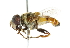  ( - CNC DIPTERA 102431)  @11 [ ] CreativeCommons - Attribution (2011) CNC/CBG Photography Group Centre for Biodiversity Genomics