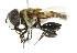  ( - CNC DIPTERA 102432)  @13 [ ] CreativeCommons - Attribution (2011) CNC/CBG Photography Group Centre for Biodiversity Genomics
