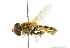  ( - CNC DIPTERA 102436)  @14 [ ] CreativeCommons - Attribution (2011) CNC/CBG Photography Group Centre for Biodiversity Genomics