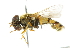  ( - CNC DIPTERA 102437)  @12 [ ] CreativeCommons - Attribution (2011) CNC/CBG Photography Group Centre for Biodiversity Genomics