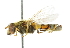  (Parhelophilus consimilis - CNC DIPTERA 102438)  @14 [ ] CreativeCommons - Attribution (2011) CNC/CBG Photography Group Centre for Biodiversity Genomics