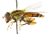  ( - CNC DIPTERA 102439)  @11 [ ] CreativeCommons - Attribution (2011) CNC/CBG Photography Group Centre for Biodiversity Genomics