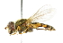  ( - CNC DIPTERA 102440)  @13 [ ] CreativeCommons - Attribution (2011) CNC/CBG Photography Group Centre for Biodiversity Genomics