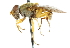 (Parhelophilus insignis - CNC DIPTERA 102441)  @11 [ ] CreativeCommons - Attribution (2011) CNC/CBG Photography Group Centre for Biodiversity Genomics