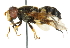  (Parhelophilus flavifacies - CNC DIPTERA 102442)  @15 [ ] CreativeCommons - Attribution (2011) CNC/CBG Photography Group Centre for Biodiversity Genomics