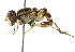  ( - CNC DIPTERA 102444)  @11 [ ] CreativeCommons - Attribution (2011) CNC/CBG Photography Group Centre for Biodiversity Genomics