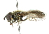  ( - CNC DIPTERA 102455)  @11 [ ] CreativeCommons - Attribution (2011) CNC/CBG Photography Group Centre for Biodiversity Genomics