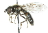  ( - CNC DIPTERA 102457)  @11 [ ] CreativeCommons - Attribution (2011) CNC/CBG Photography Group Centre for Biodiversity Genomics