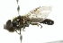  (Pipizella thapsiana - CNC DIPTERA 102469)  @13 [ ] CreativeCommons - Attribution (2011) CNC/CBG Photography Group Centre for Biodiversity Genomics