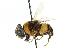  (Phytomia natalensis - CNC DIPTERA 102470)  @13 [ ] CreativeCommons - Attribution (2011) CNC/CBG Photography Group Centre for Biodiversity Genomics