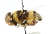 ( - CNC DIPTERA 102471)  @13 [ ] CreativeCommons - Attribution (2011) CNC/CBG Photography Group Centre for Biodiversity Genomics