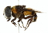  (Phytomia aesymnus - CNC DIPTERA 102476)  @15 [ ] CreativeCommons - Attribution (2011) CNC/CBG Photography Group Centre for Biodiversity Genomics