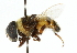  ( - CNC DIPTERA 102478)  @13 [ ] CreativeCommons - Attribution (2011) CNC/CBG Photography Group Centre for Biodiversity Genomics