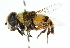  ( - CNC DIPTERA 102479)  @11 [ ] CreativeCommons - Attribution (2011) CNC/CBG Photography Group Centre for Biodiversity Genomics