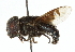  ( - CNC DIPTERA 102480)  @12 [ ] CreativeCommons - Attribution (2011) CNC/CBG Photography Group Centre for Biodiversity Genomics