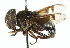  (Phytomia bullata - CNC DIPTERA 102481)  @13 [ ] CreativeCommons - Attribution (2011) CNC/CBG Photography Group Centre for Biodiversity Genomics