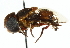  (Phytomia kroeberi - CNC DIPTERA 102482)  @14 [ ] CreativeCommons - Attribution (2011) CNC/CBG Photography Group Centre for Biodiversity Genomics