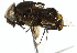 (Phytomia aurigera - CNC DIPTERA 102483)  @13 [ ] CreativeCommons - Attribution (2011) CNC/CBG Photography Group Centre for Biodiversity Genomics
