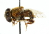  ( - CNC DIPTERA 102484)  @13 [ ] CreativeCommons - Attribution (2011) CNC/CBG Photography Group Centre for Biodiversity Genomics