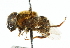  (Phytomia bulligera - CNC DIPTERA 102486)  @14 [ ] CreativeCommons - Attribution (2011) CNC/CBG Photography Group Centre for Biodiversity Genomics