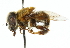  ( - CNC DIPTERA 102487)  @13 [ ] CreativeCommons - Attribution (2011) CNC/CBG Photography Group Centre for Biodiversity Genomics
