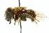 ( - CNC DIPTERA 102488)  @12 [ ] CreativeCommons - Attribution (2011) CNC/CBG Photography Group Centre for Biodiversity Genomics