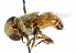  ( - CNC DIPTERA 102489)  @12 [ ] CreativeCommons - Attribution (2011) CNC/CBG Photography Group Centre for Biodiversity Genomics