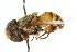  ( - CNC DIPTERA 102491)  @11 [ ] CreativeCommons - Attribution (2011) CNC/CBG Photography Group Centre for Biodiversity Genomics