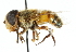  (Phytomia erratica - CNC DIPTERA 102492)  @13 [ ] CreativeCommons - Attribution (2011) CNC/CBG Photography Group Centre for Biodiversity Genomics