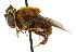  (Phytomia pubipennis - CNC DIPTERA 102494)  @14 [ ] CreativeCommons - Attribution (2011) CNC/CBG Photography Group Centre for Biodiversity Genomics