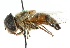  (Phytomia incisa - CNC DIPTERA 102498)  @14 [ ] CreativeCommons - Attribution (2011) CNC/CBG Photography Group Centre for Biodiversity Genomics