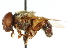  ( - CNC DIPTERA 102501)  @11 [ ] CreativeCommons - Attribution (2011) CNC/CBG Photography Group Centre for Biodiversity Genomics