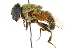  (Phytomia fronto - CNC DIPTERA 102502)  @14 [ ] CreativeCommons - Attribution (2011) CNC/CBG Photography Group Centre for Biodiversity Genomics