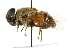  ( - CNC DIPTERA 102503)  @13 [ ] CreativeCommons - Attribution (2011) CNC/CBG Photography Group Centre for Biodiversity Genomics