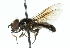  ( - CNC DIPTERA 102534)  @14 [ ] CreativeCommons - Attribution (2011) CNC/CBG Photography Group Centre for Biodiversity Genomics