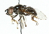  ( - CNC DIPTERA 102536)  @11 [ ] CreativeCommons - Attribution (2011) CNC/CBG Photography Group Centre for Biodiversity Genomics